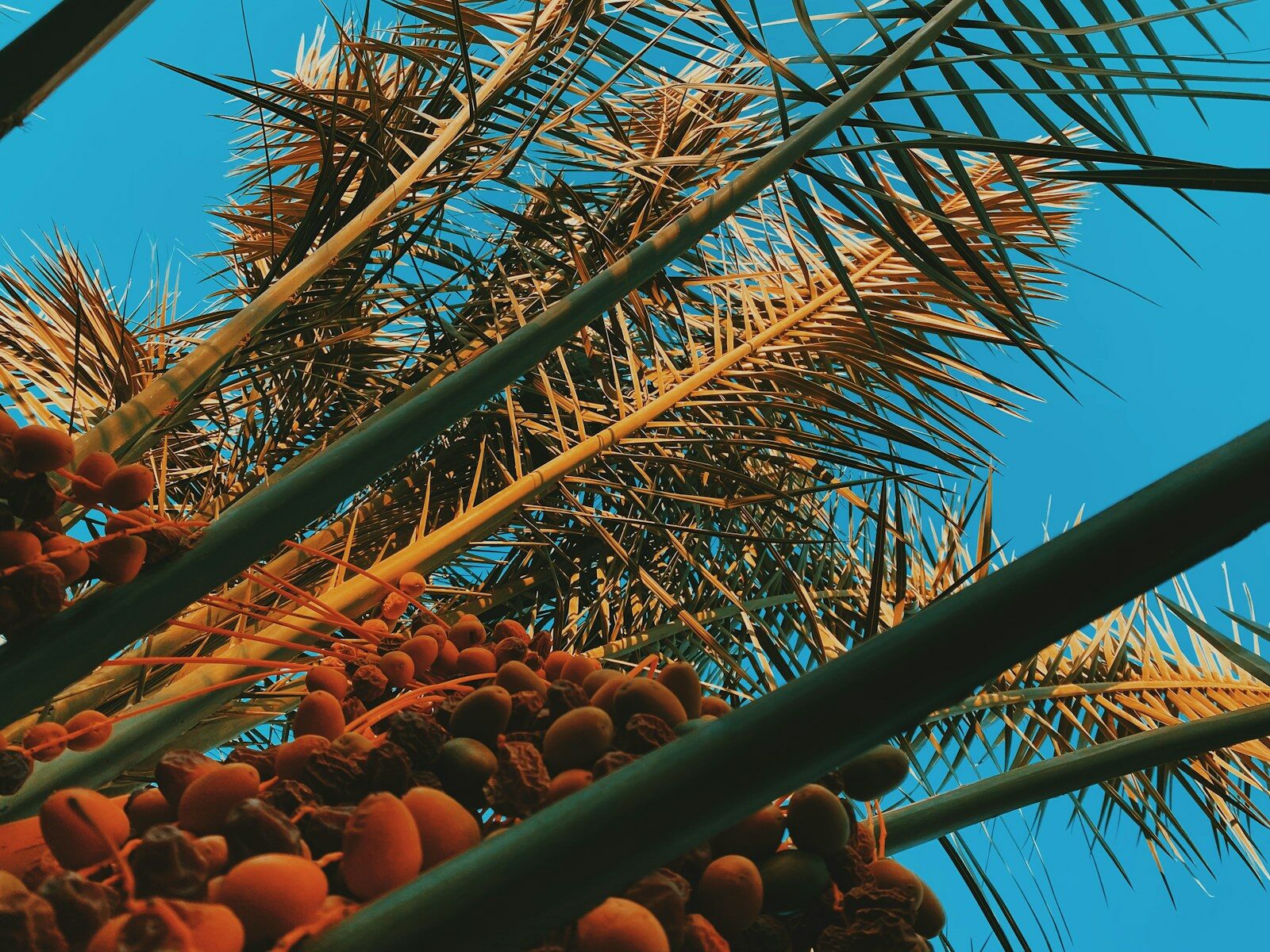 green metal frame near coconut tree during daytime