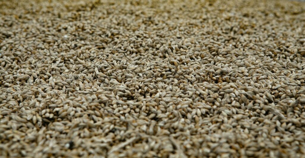 white and brown dried leaves