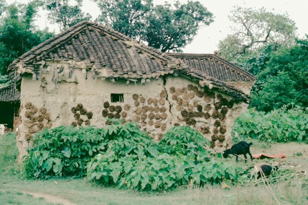Rustic mud house with dried dung decorations and lush greenery
